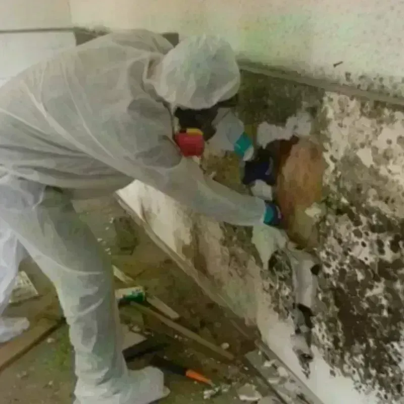 Mold Remediation and Removal in Birmingham, AL